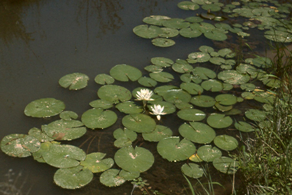 N odorata Bastrop Txcrop